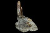 Fossil Ammonite (Hoploscaphites) Cluster - South Dakota #115068-4